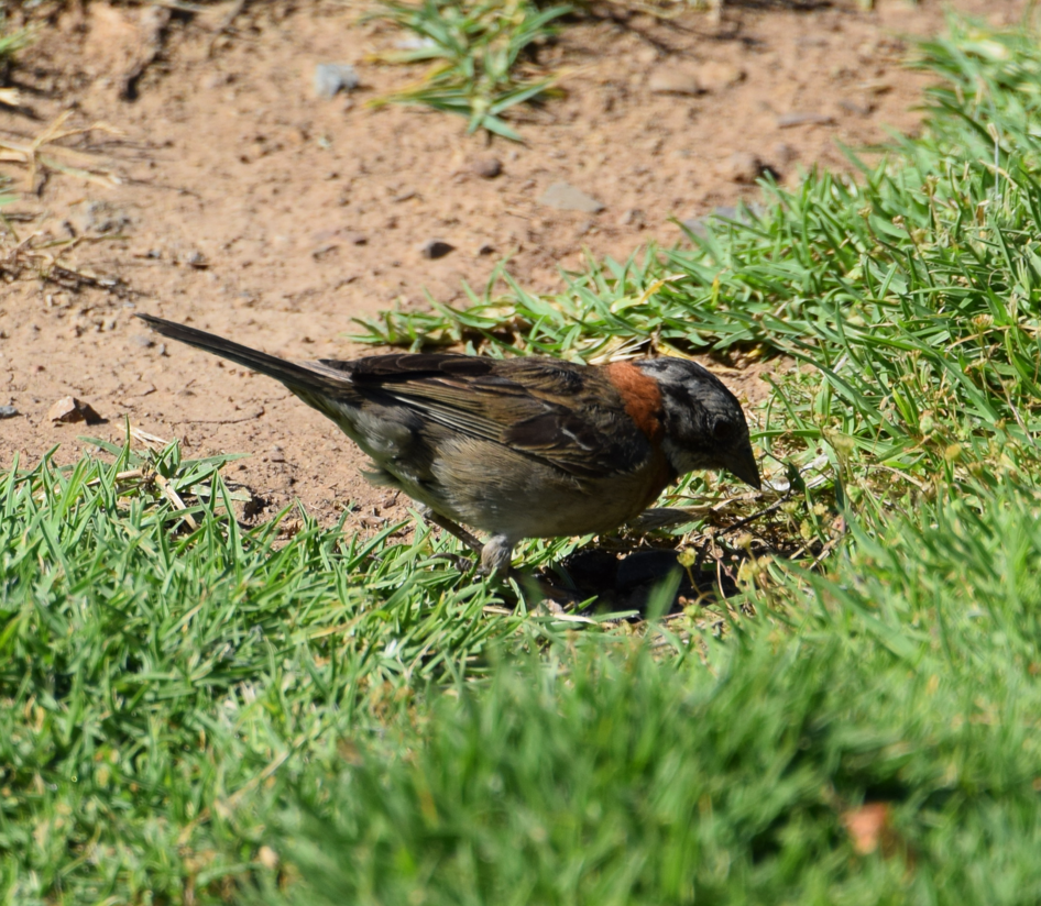 Rufous-collared Sparrow - ML612348851