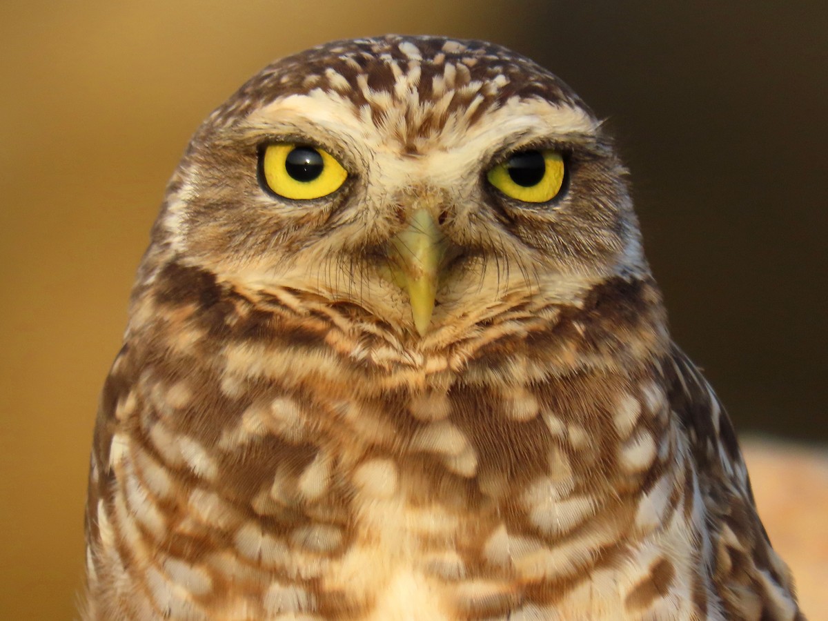 Burrowing Owl - ML612348914