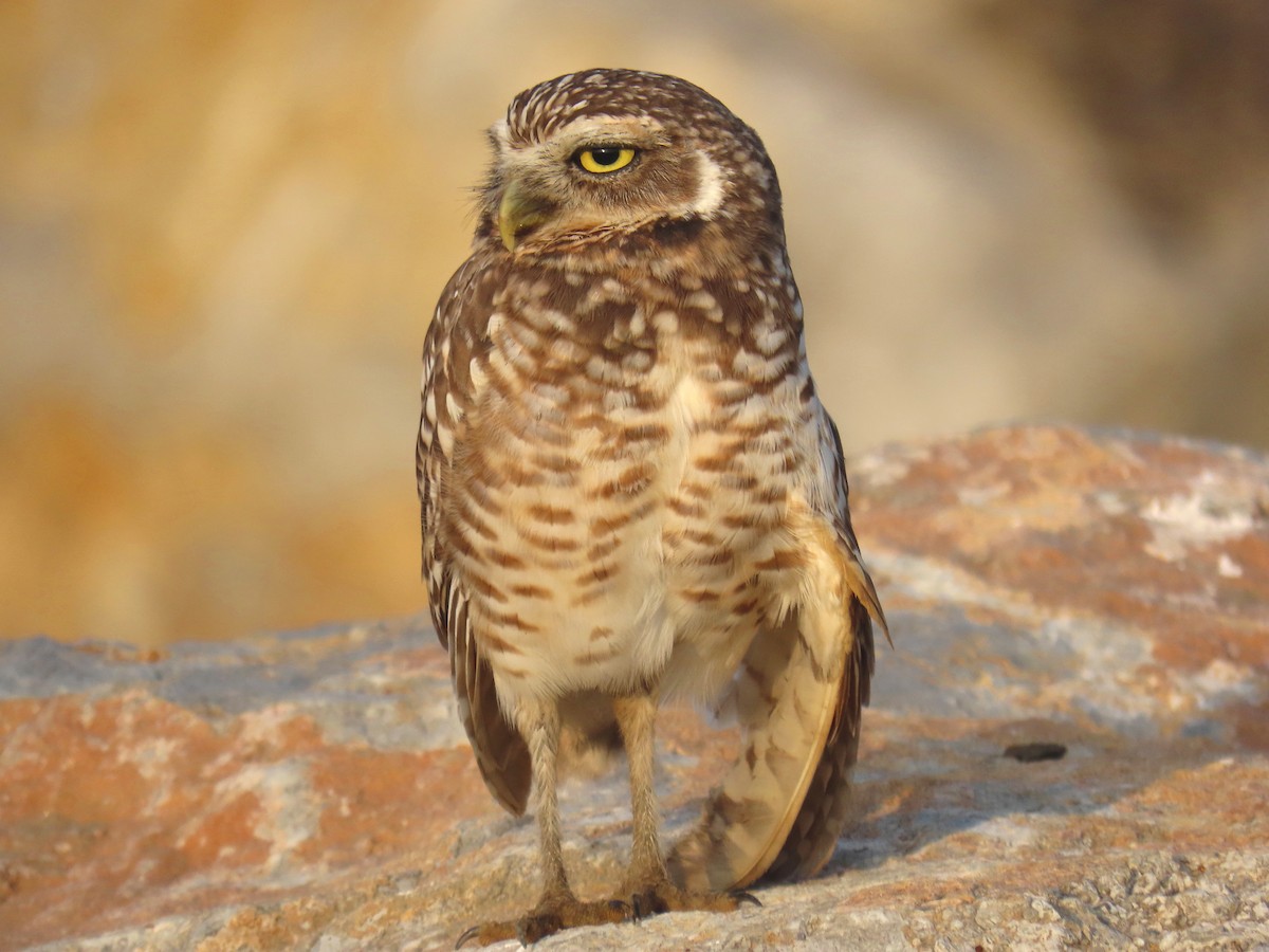 Burrowing Owl - ML612348919