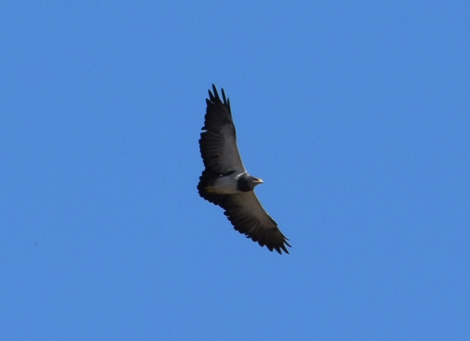 Black-chested Buzzard-Eagle - ML612348937