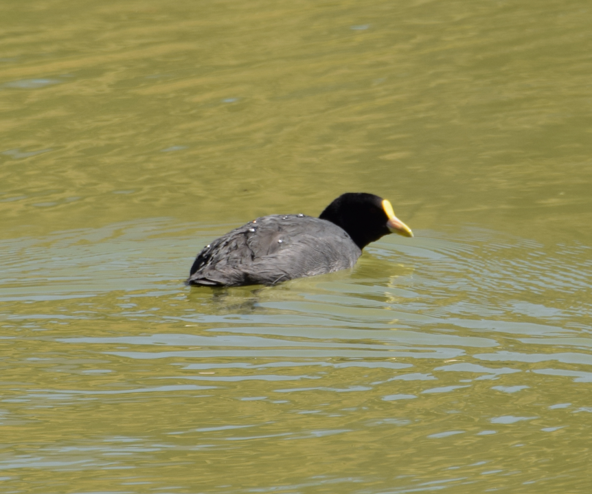White-winged Coot - ML612348965