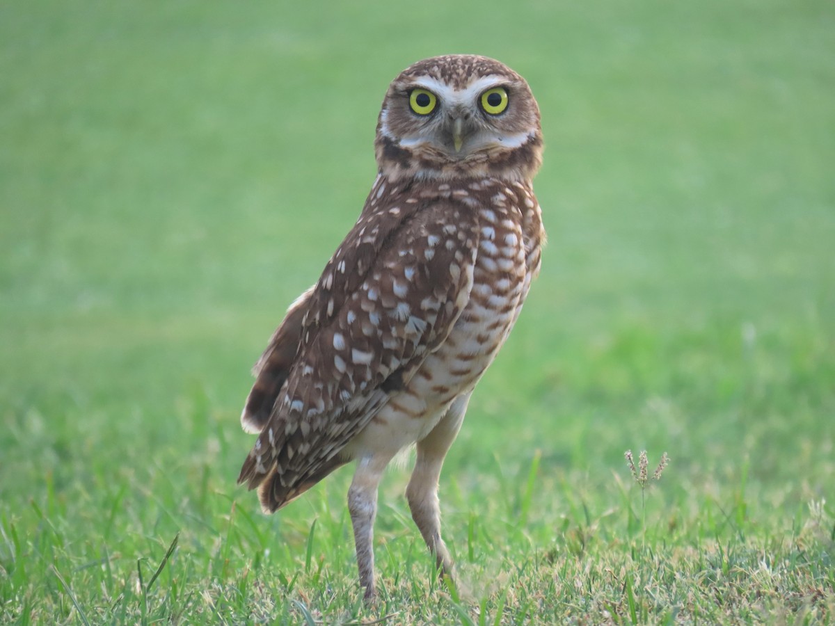 Burrowing Owl - ML612348968