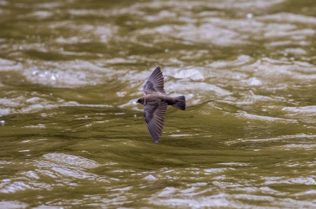 Northern Rough-winged Swallow - ML612348974