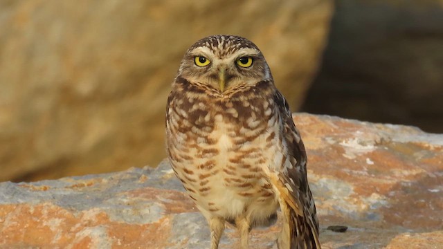 Burrowing Owl - ML612348991