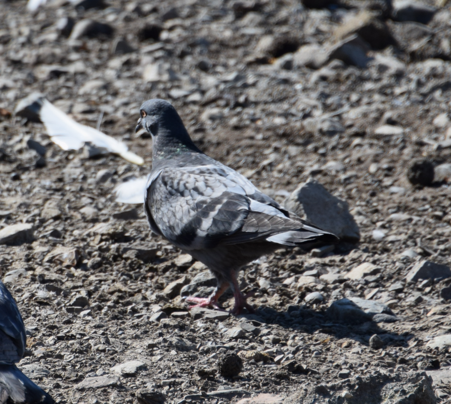 Rock Pigeon (Feral Pigeon) - ML612349074