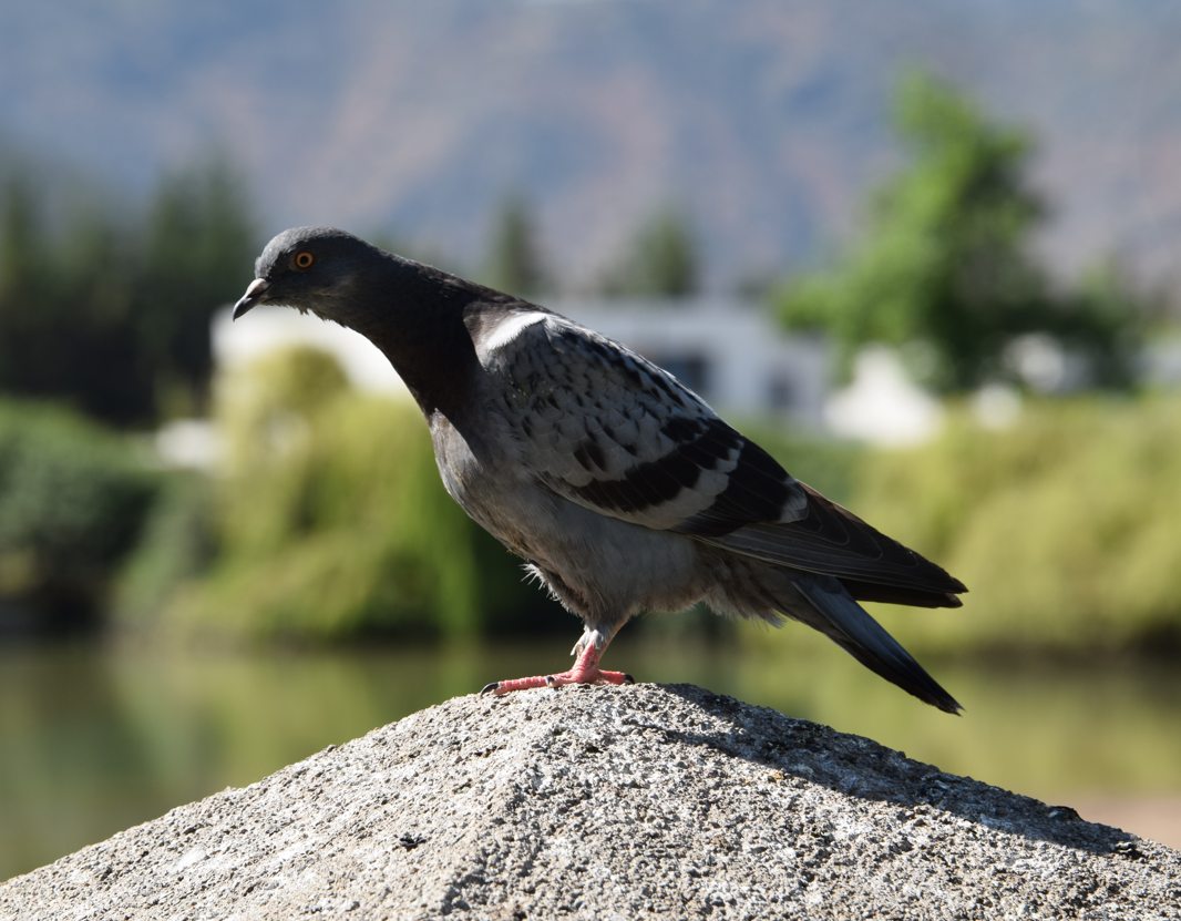 Rock Pigeon (Feral Pigeon) - ML612349075