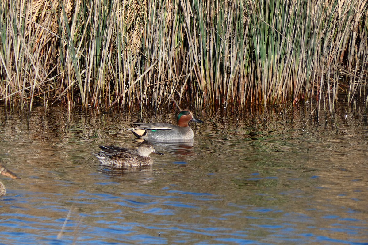 Green-winged Teal - ML612349118