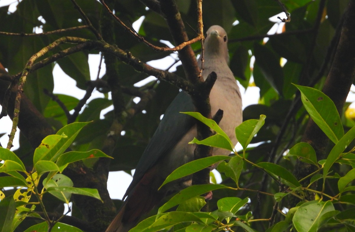 Green Imperial-Pigeon - ML612349296