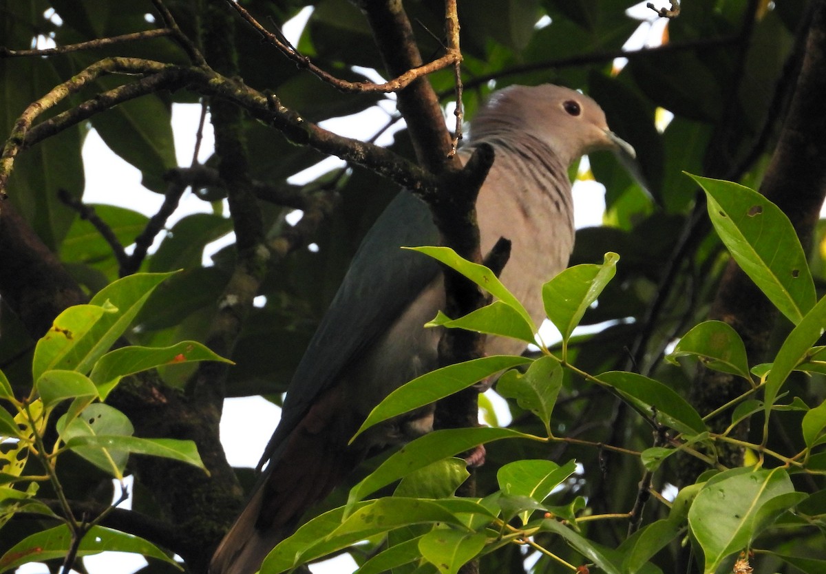 Green Imperial-Pigeon - ML612349307