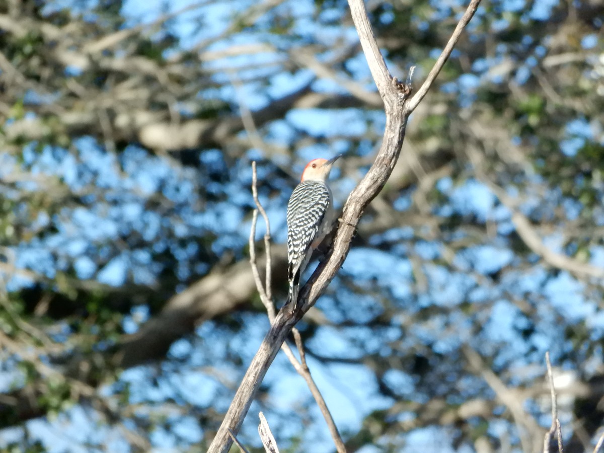 Red-bellied Woodpecker - Lyndsey Hartsfield