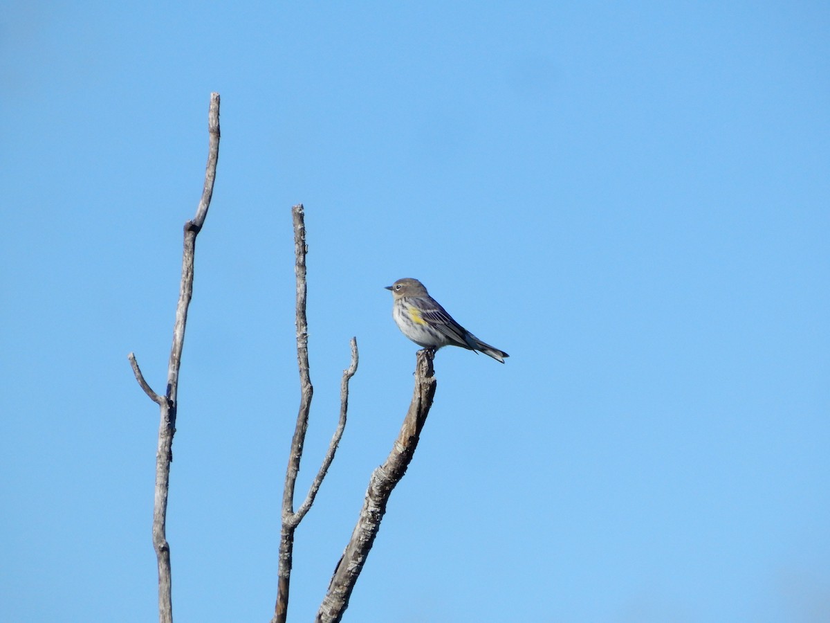 Yellow-rumped Warbler (Myrtle) - ML612349508