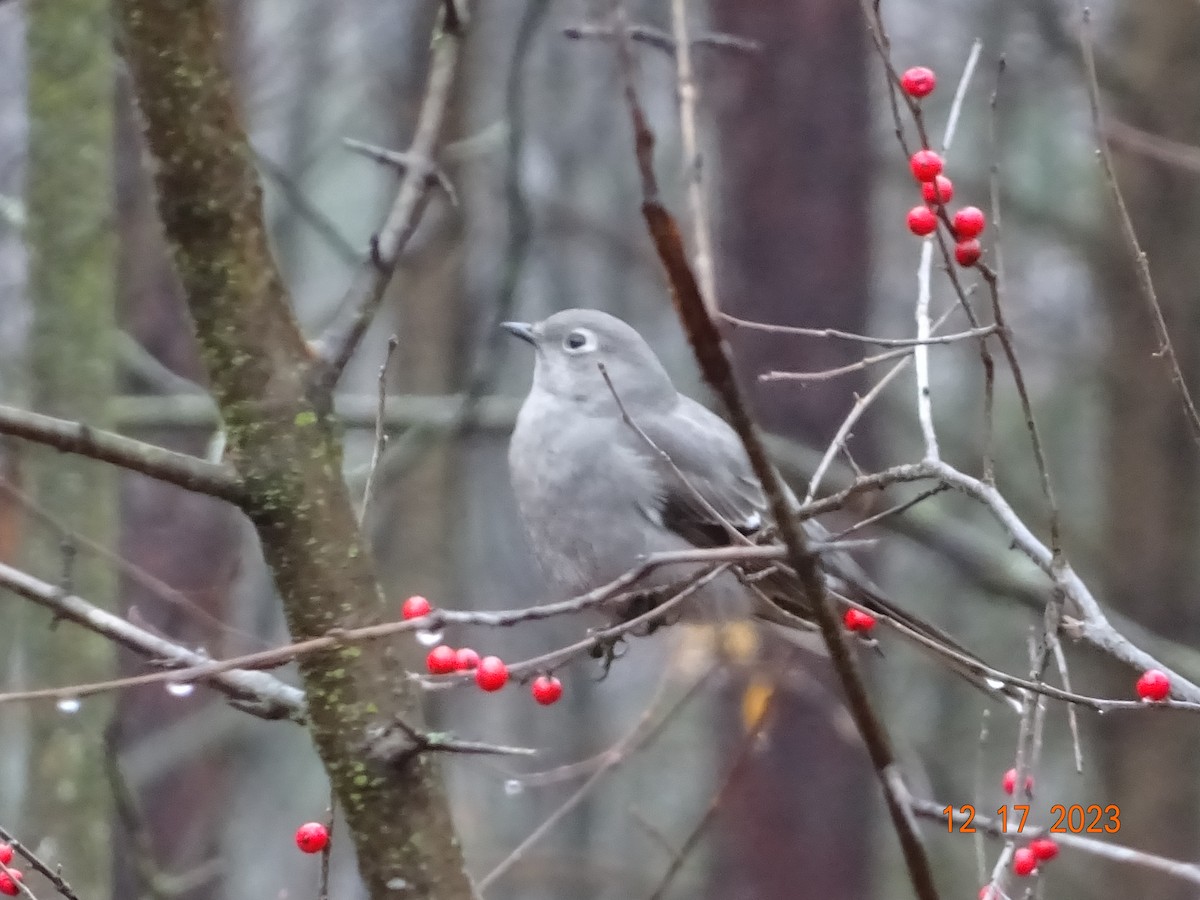 Townsend's Solitaire - ML612349641