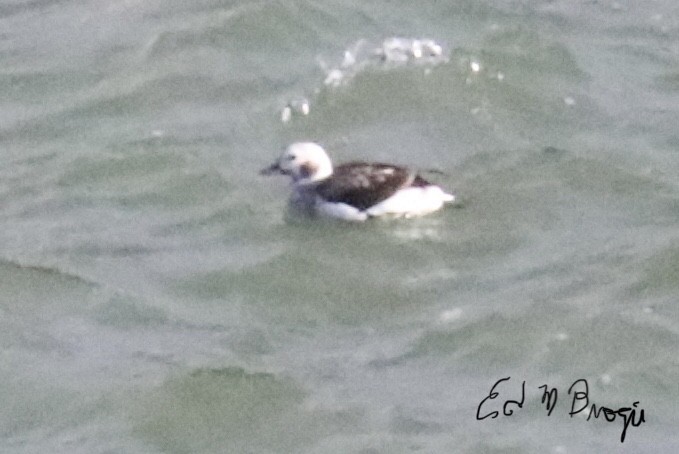 Long-tailed Duck - ML612349669