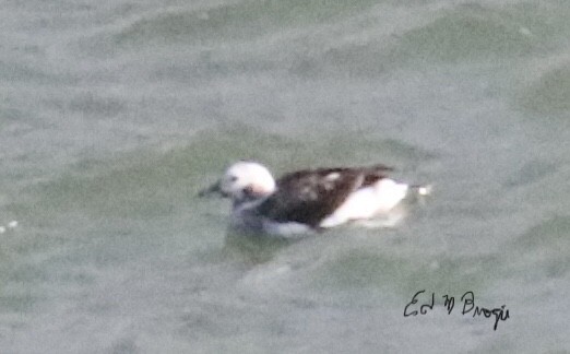 Long-tailed Duck - ML612349670