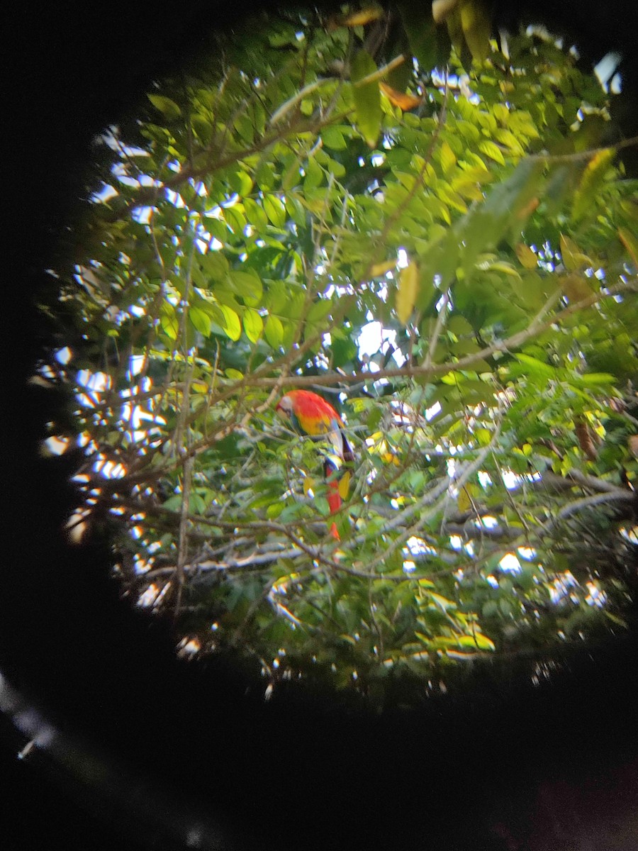 Scarlet Macaw - ML612349874