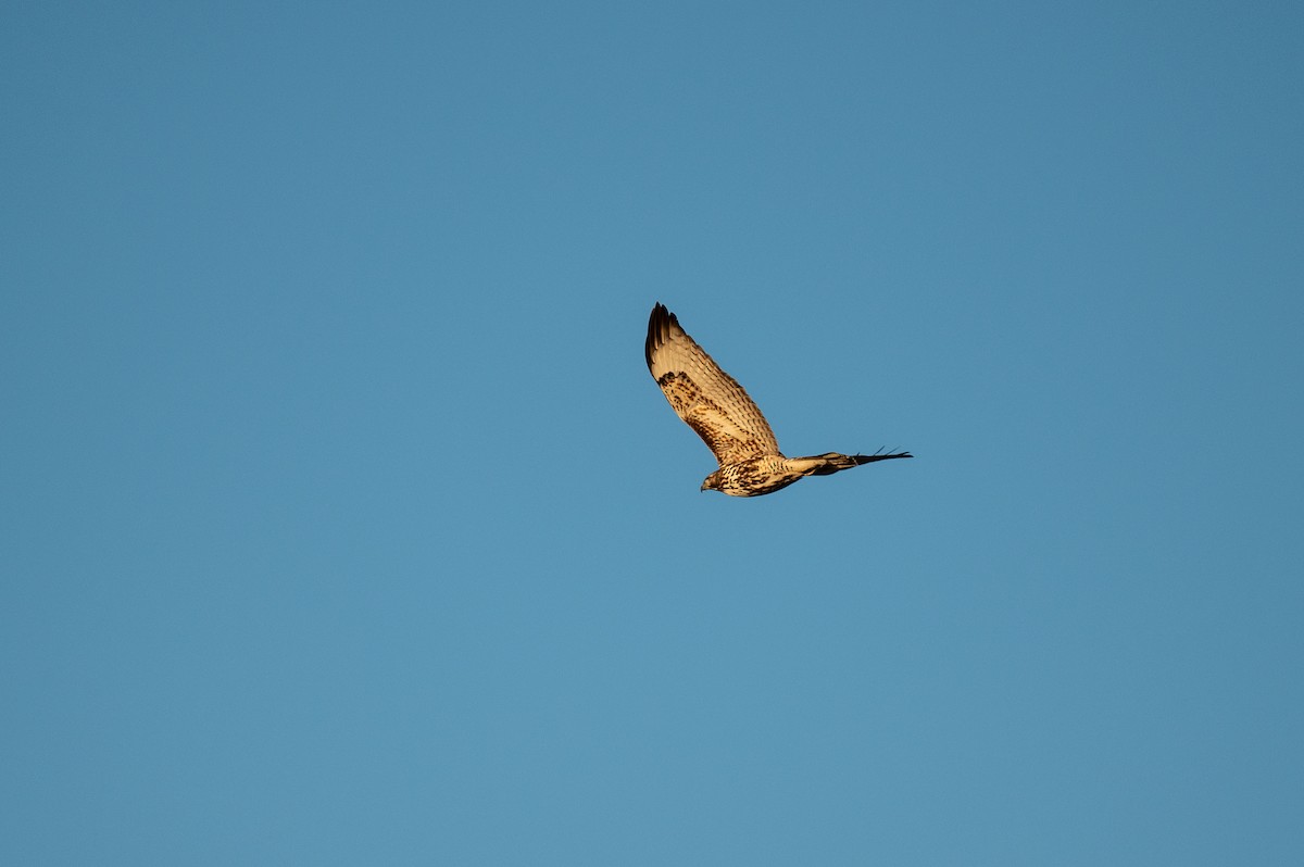 Red-tailed Hawk - Isaac Boardman