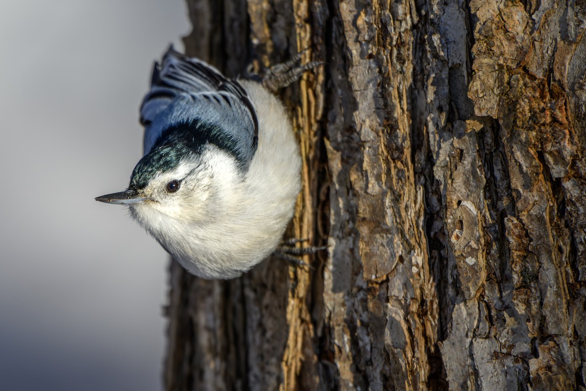 White-breasted Nuthatch - ML612349950