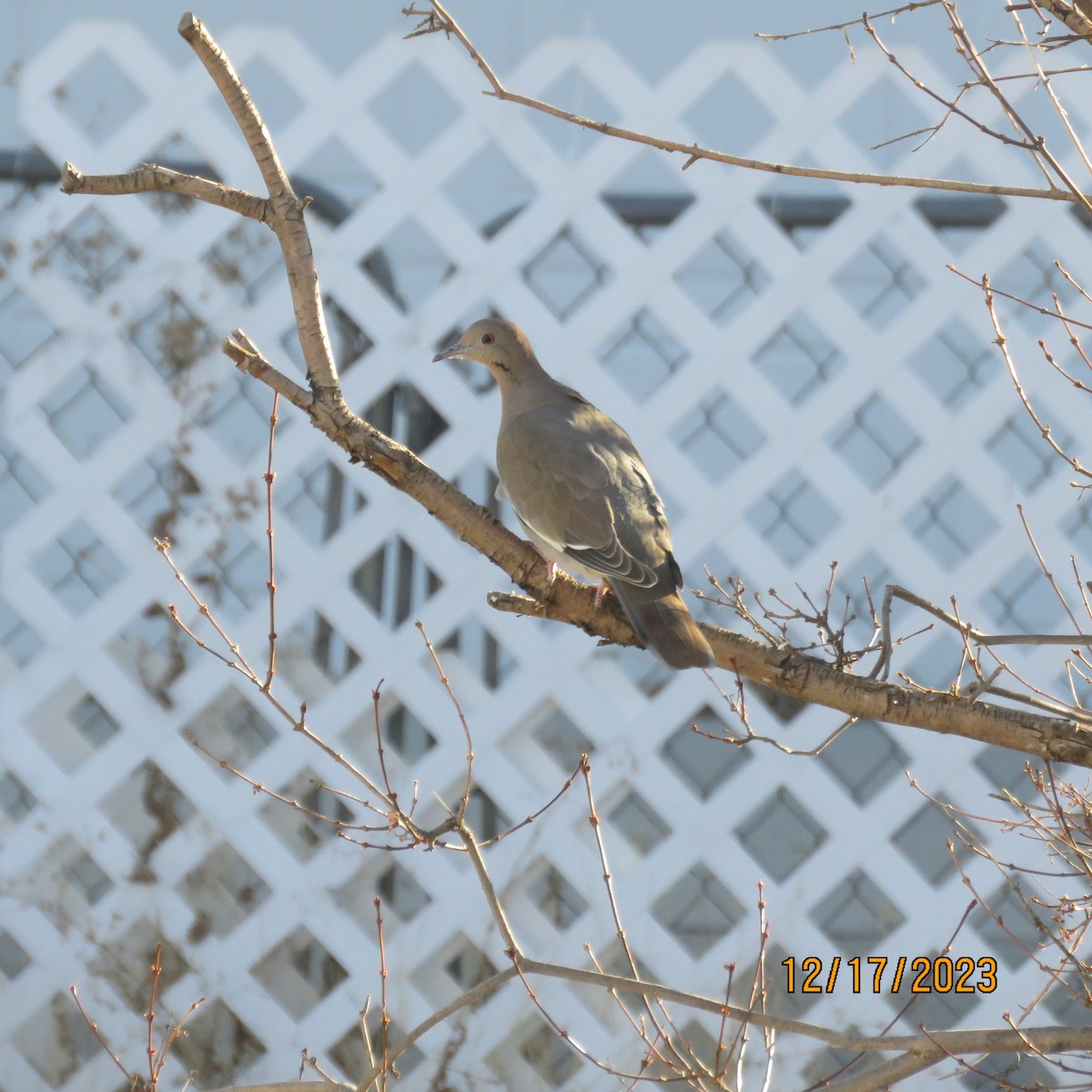 White-winged Dove - ML612350068