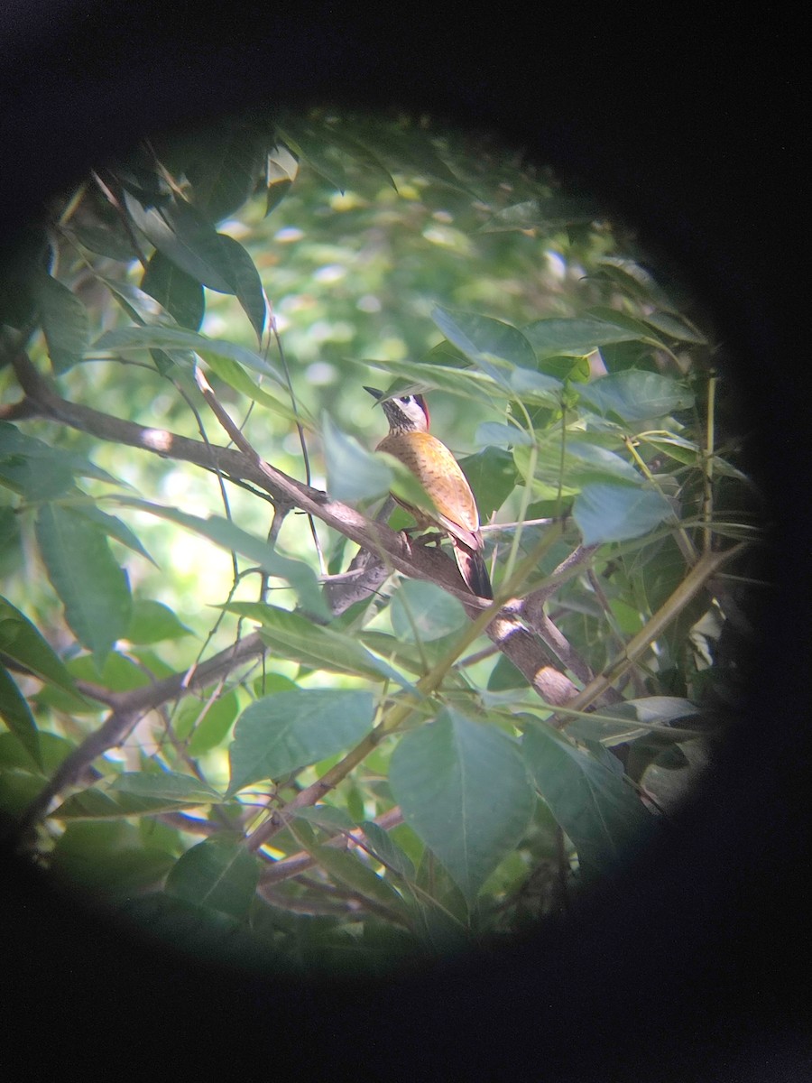 Spot-breasted Woodpecker - ML612350093