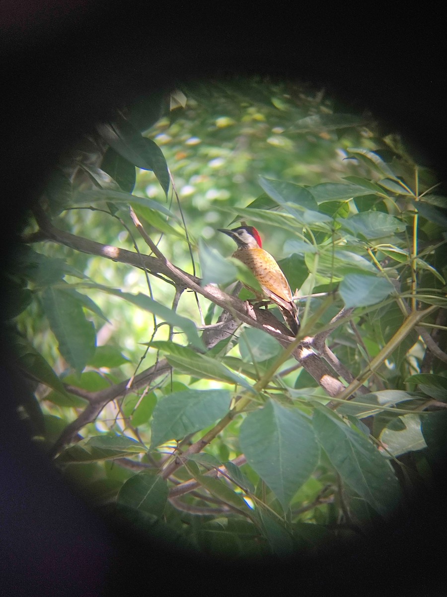 Spot-breasted Woodpecker - ML612350094