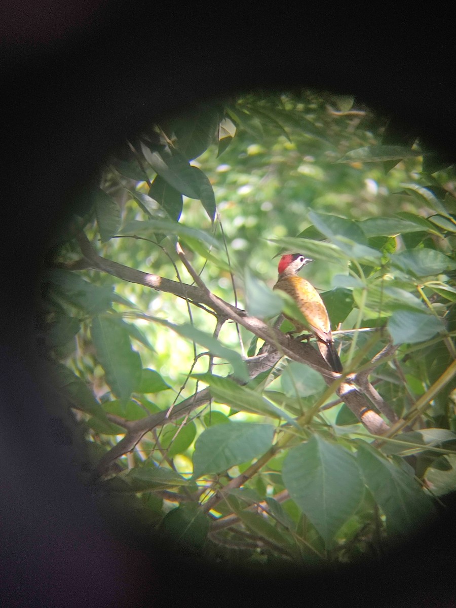 Spot-breasted Woodpecker - ML612350095