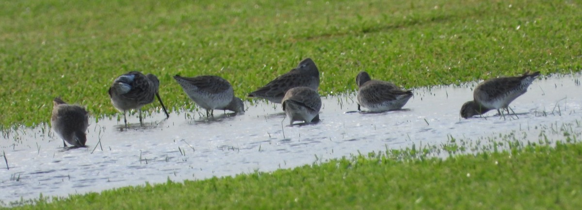 Long-billed Dowitcher - ML612350312