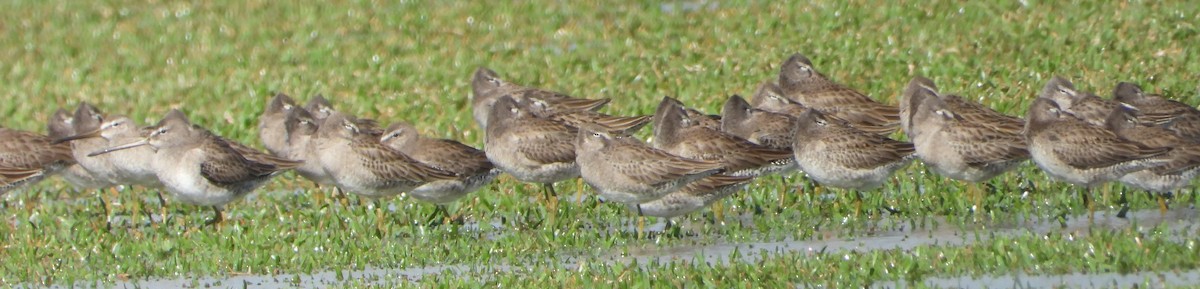 Long-billed Dowitcher - ML612350313