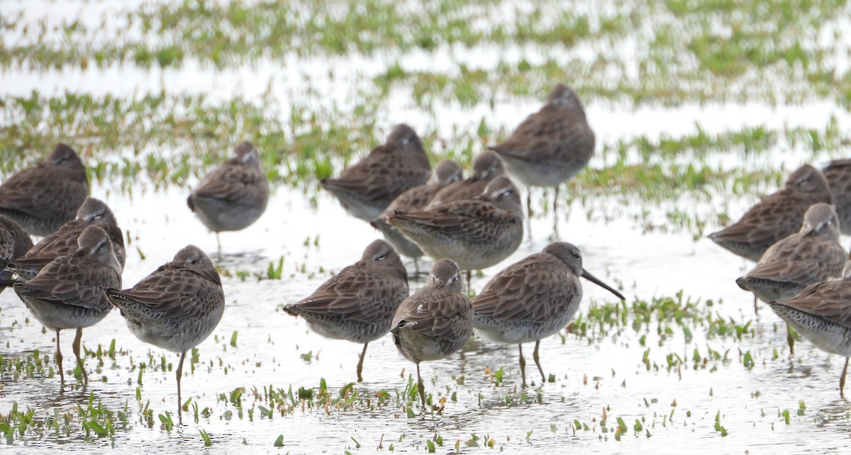 Long-billed Dowitcher - ML612350314