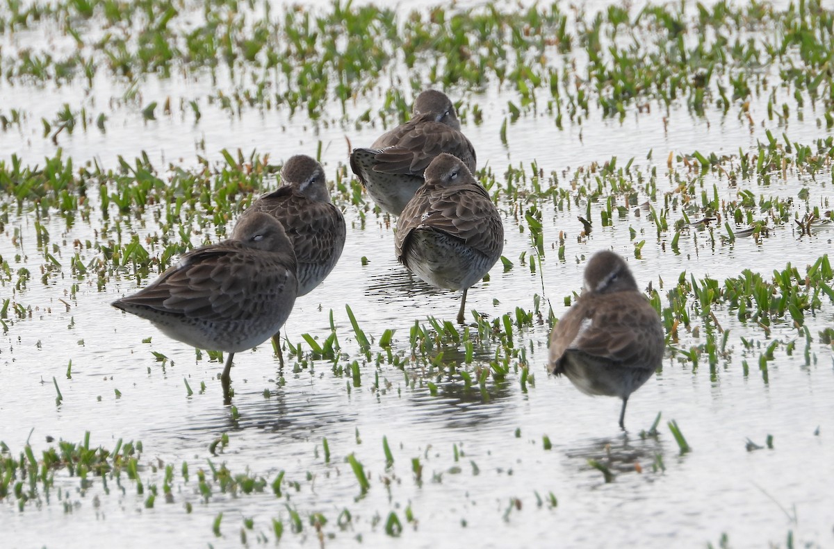 Long-billed Dowitcher - ML612350316