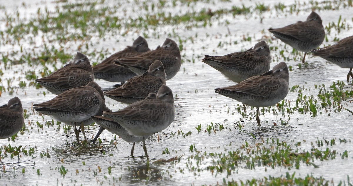 Long-billed Dowitcher - ML612350319