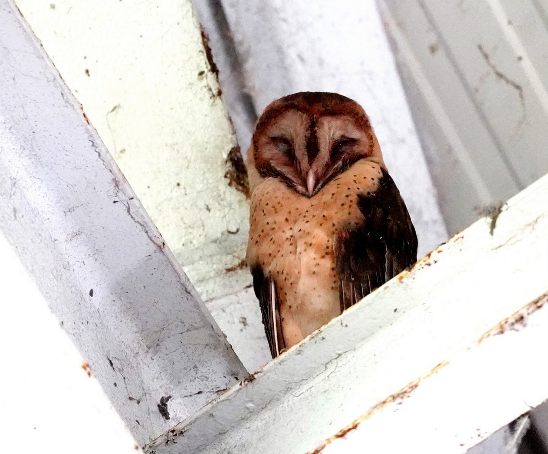 Barn Owl (Lesser Antilles) - ML612350364