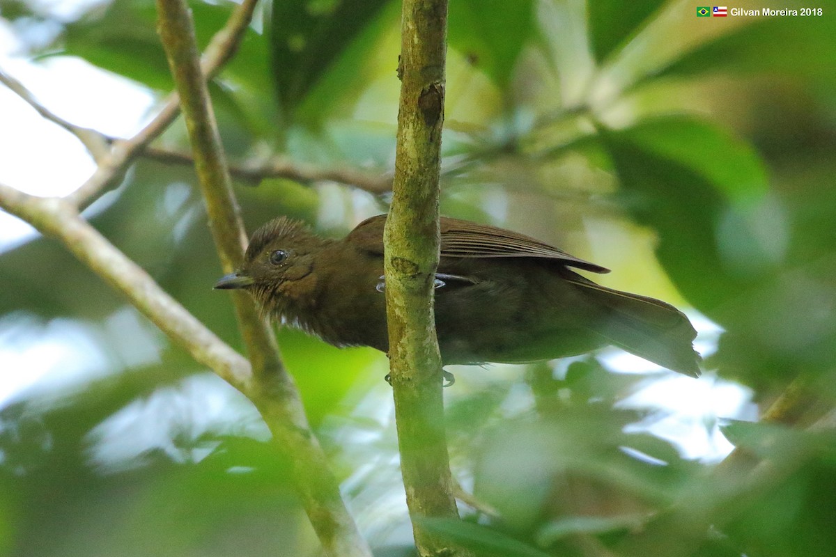 Brown-winged Schiffornis (Brown-winged) - ML612350844