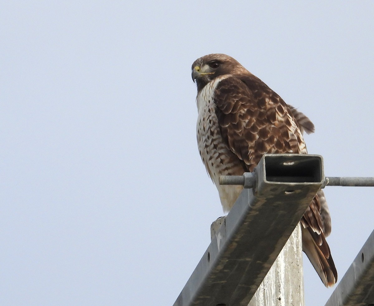 Red-tailed Hawk - ML612350858