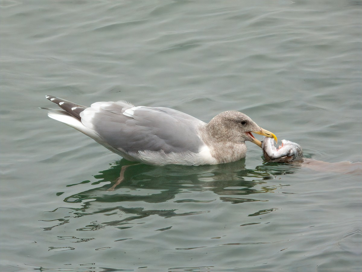 Ebird Checklist - 17 Dec 2023 - Olympia Cbc, Section 1, Luhr Beach, Us 