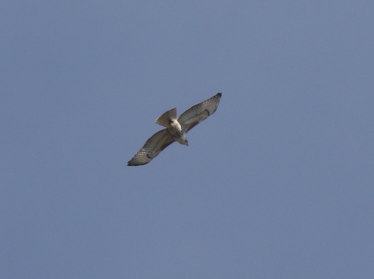 Red-tailed Hawk (borealis) - ML612351234