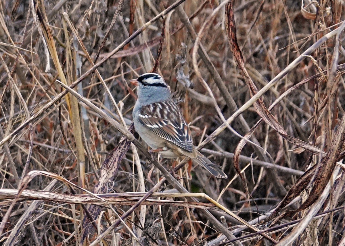 White-crowned Sparrow - ML612351421
