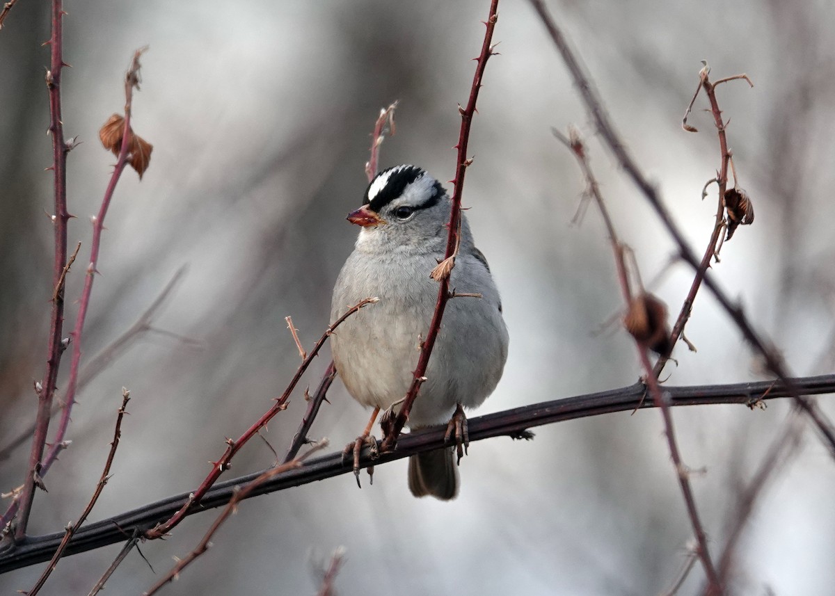 White-crowned Sparrow - ML612351423