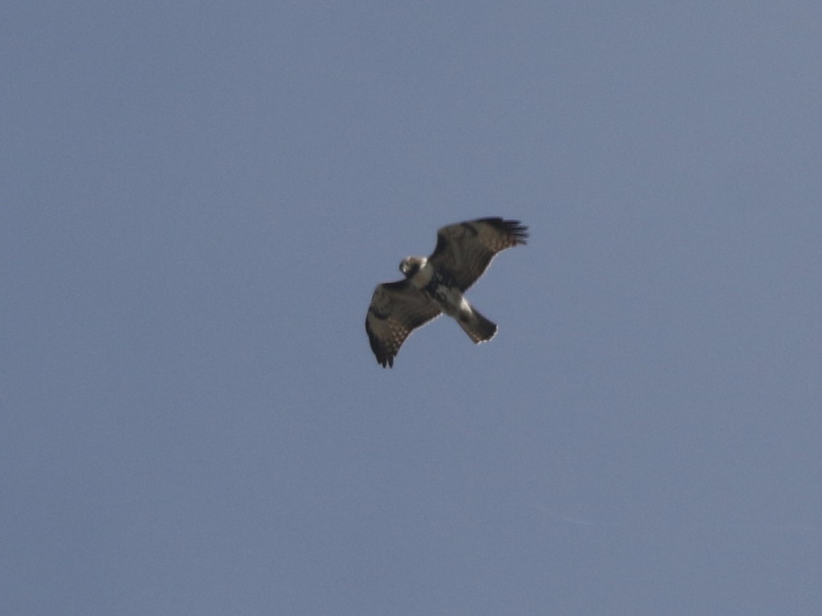 Red-tailed Hawk - ML612351748