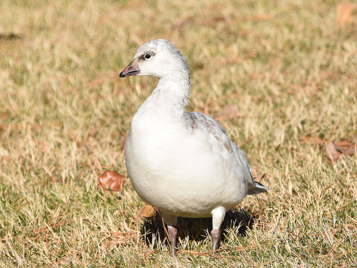 Snow x Ross's Goose (hybrid) - ML612351905