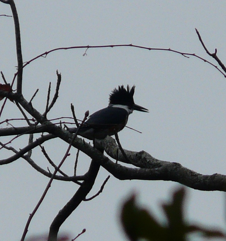 Belted Kingfisher - ML612352235