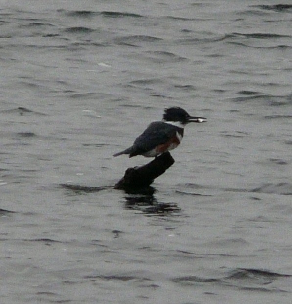 Belted Kingfisher - ML612352237