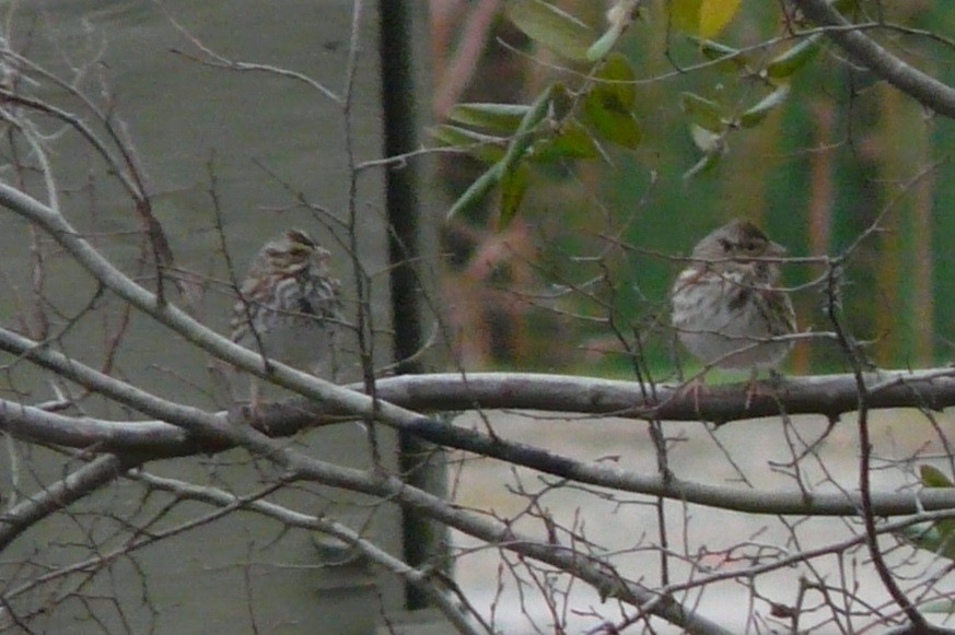 Savannah Sparrow - ML612352395