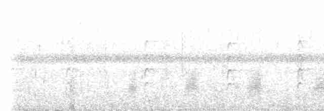 svartkronestylteløper (knudseni) - ML612352410