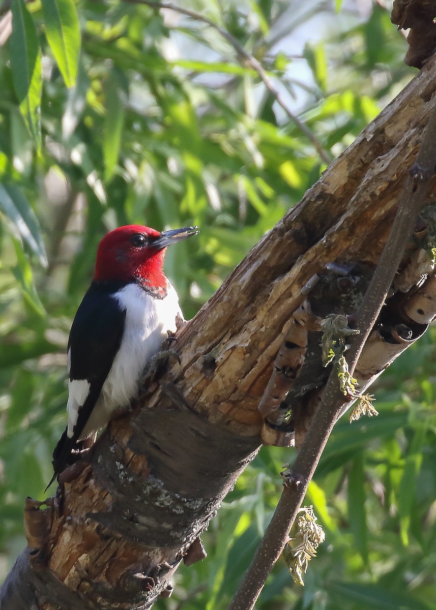 Red-headed Woodpecker - Jon Corcoran