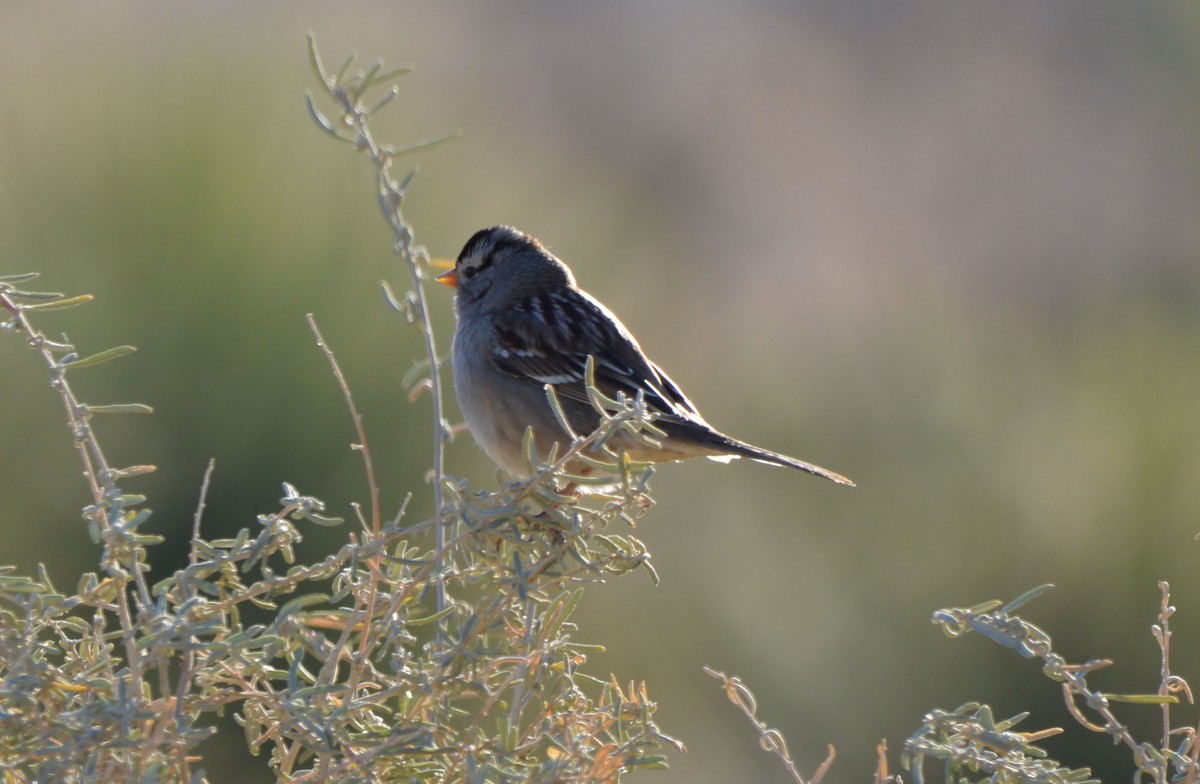 White-crowned Sparrow - ML612352678