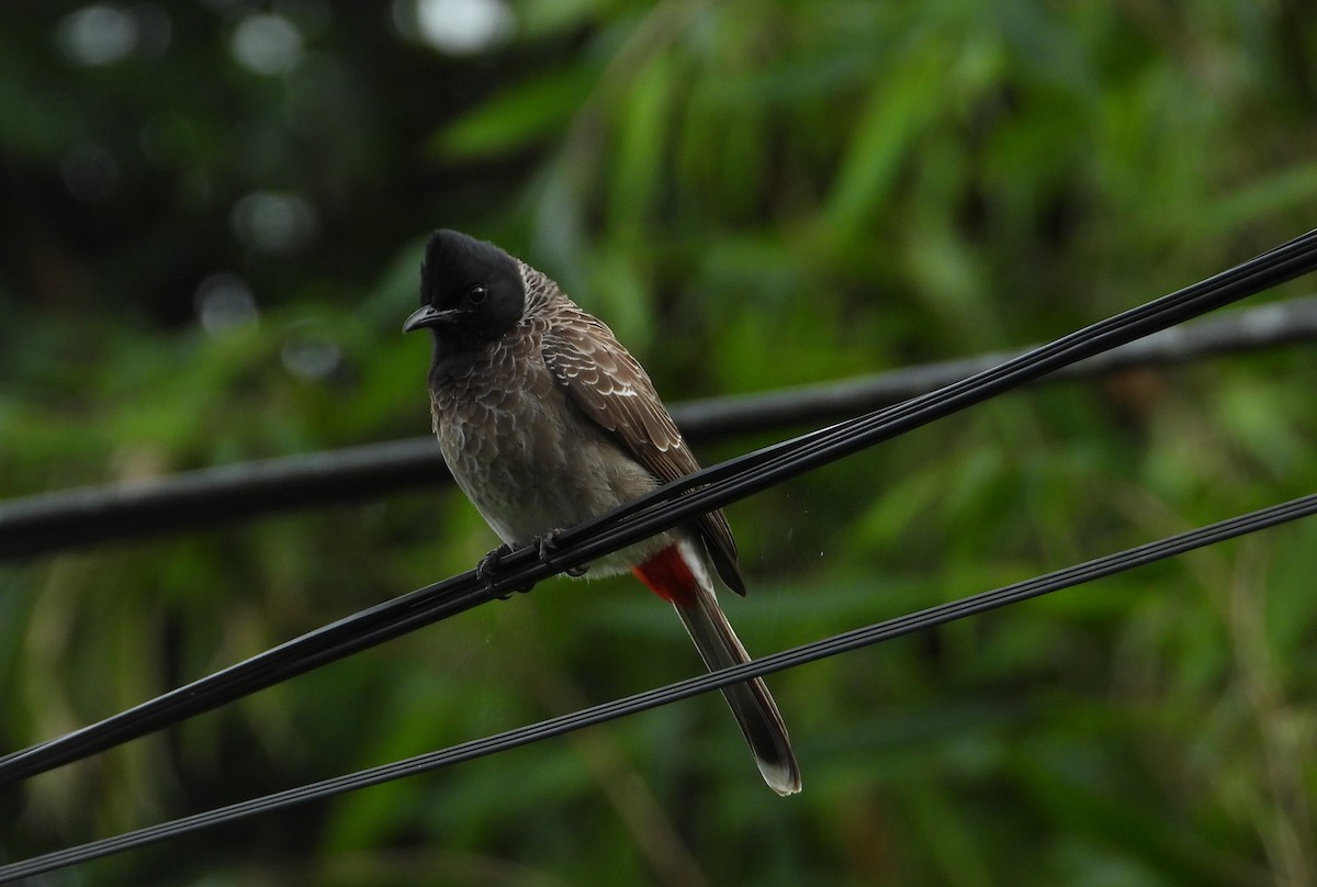 Red-vented Bulbul - ML612353002