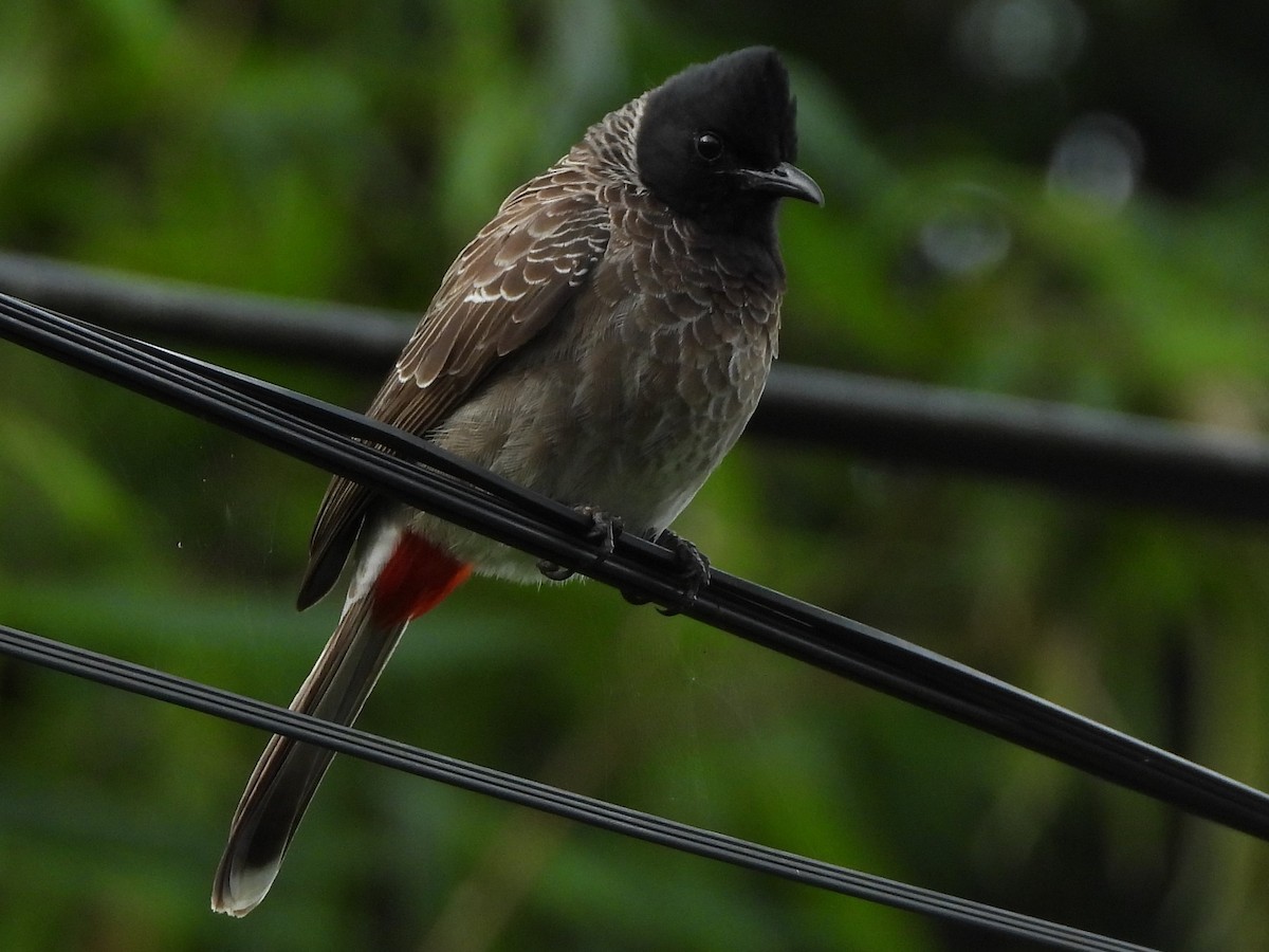 Red-vented Bulbul - Morten Winther Dahl