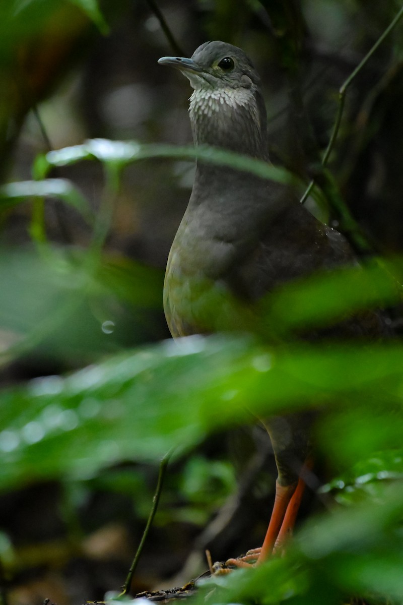 Slaty-breasted Tinamou - ML612353382
