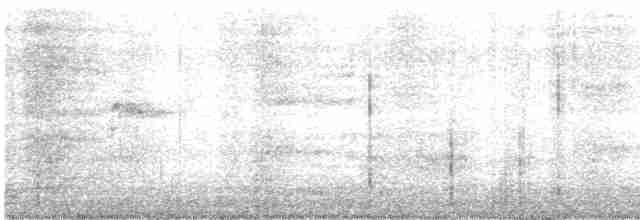 strakapoud bělohlavý - ML612353640