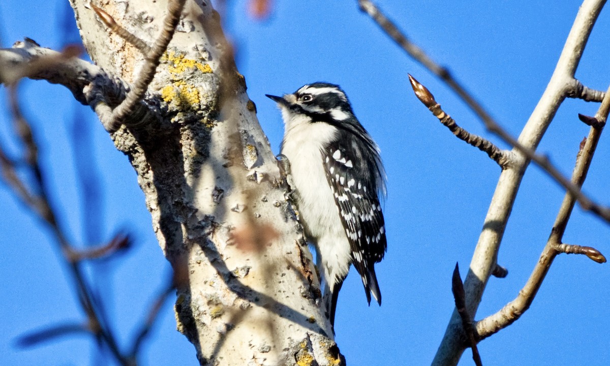 Downy Woodpecker (Eastern) - ML612353737
